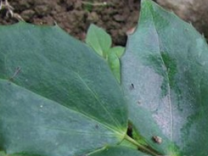 �̻����Ĺ�Ч������