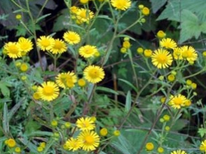 ���ҩ�Ĺ�Ч������