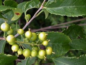 �̱������پ�Ҷ�Ĺ�Ч������