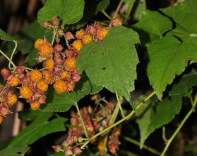 �����ݵĹ�Ч������