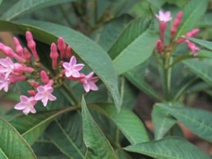 ���������Ĺ�Ч������