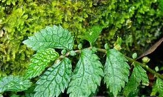 �̳�¥�ݲݵĹ�Ч������