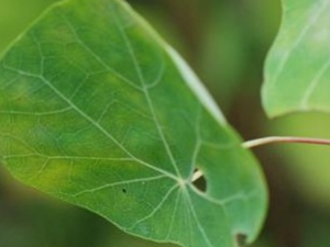 ��Ҷ�ز��ݵĹ�Ч������