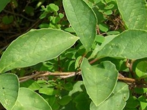 ��Ѫ�ٵĹ�Ч������