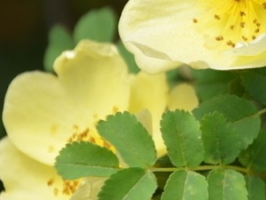 ��ɽ��Ĺ�Ч������