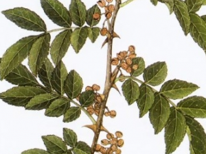 ������Ĺ�Ч������