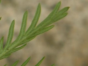 ����ί��˵Ĺ�Ч������