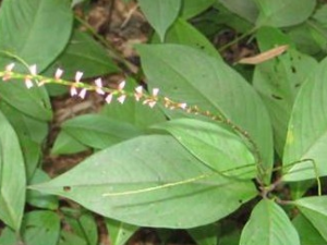 ���ҹϵĹ�Ч������