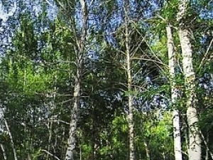 ����Ƥ�Ĺ�Ч������