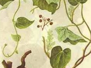 ����׷��ɢ�Ĺ�Ч������