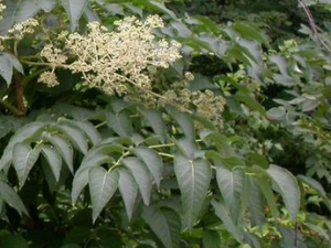 ����ѻ�Ĺ�Ч������