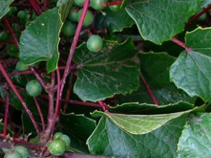 ��Ҷ���Ѹ�Ƥ�Ĺ�Ч������