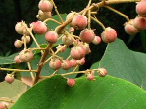 ��ñ���Ĺ�Ч������