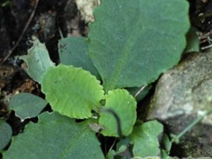 �������ӵĹ�Ч������