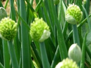 �л��Ĺ�Ч������