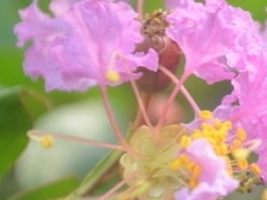 ��Ҷ��ޱ�Ĺ�Ч������