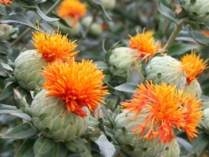 �컨�ӵĹ�Ч������