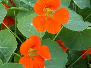 �������Ĺ�Ч������