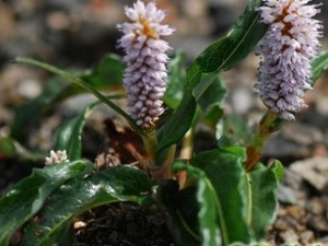 ����ޤ�Ĺ�Ч������