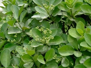 �����ݹ�Ч������