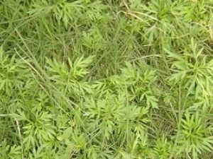 ����Ĺ�Ч������