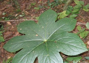 �໨�˽����Ĺ�Ч������