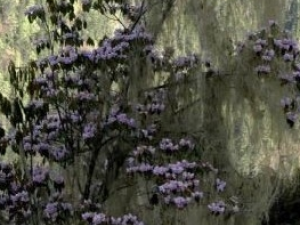 �����ܵĹ�Ч������