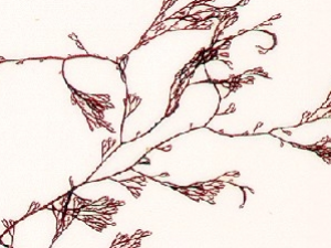 �����˵Ĺ�Ч������