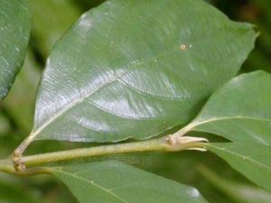 ��Ҷľ�Ĺ�Ч������