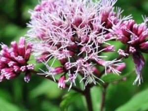 �칣�ݵĹ�Ч������