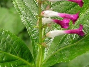 �����ڵĹ�Ч������