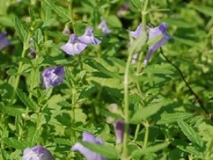 �ݵػ��˵Ĺ�Ч������