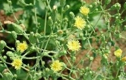 ���ܲ��Ĺ�Ч������