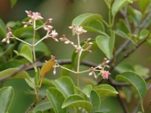 �������ٵĹ�Ч������