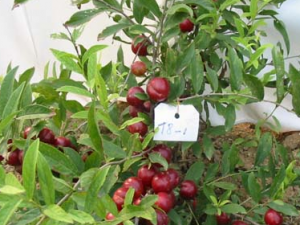 �ϳ��õ���ҩ������