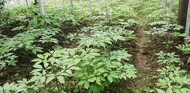 �����߸�����