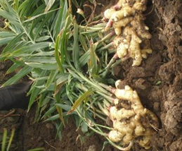 �Ըɽ�������������