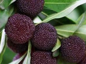 ��÷��Ҳ���������