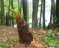 ����ʳ�Ʒ���ѡ