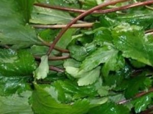 ���黨��ʳ�Ʒ���ѡ