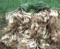 ޯͷʳ�Ʒ���ѡ