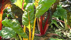 �����ʳ�Ʒ�