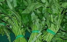 ���Ĳ�ʳ�Ʒ���ѡ