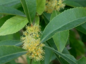 �����յĹ�Ч������