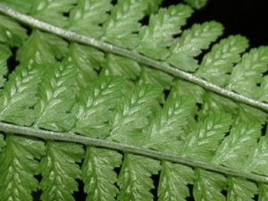 ��ذ�֦�Ĺ�Ч������