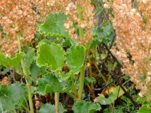 �������ڵĹ�Ч������