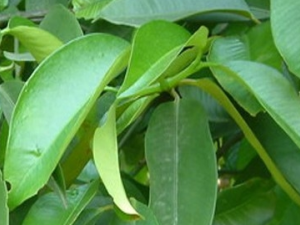 ��Ҷɽ���ӵĹ�Ч������