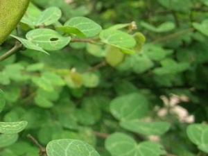 �����Ĺ�Ч������