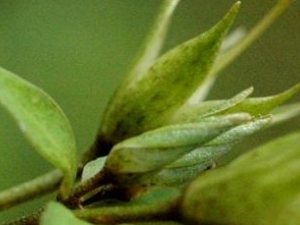 �����ŲݵĹ�Ч������