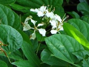 �����ٵĹ�Ч������